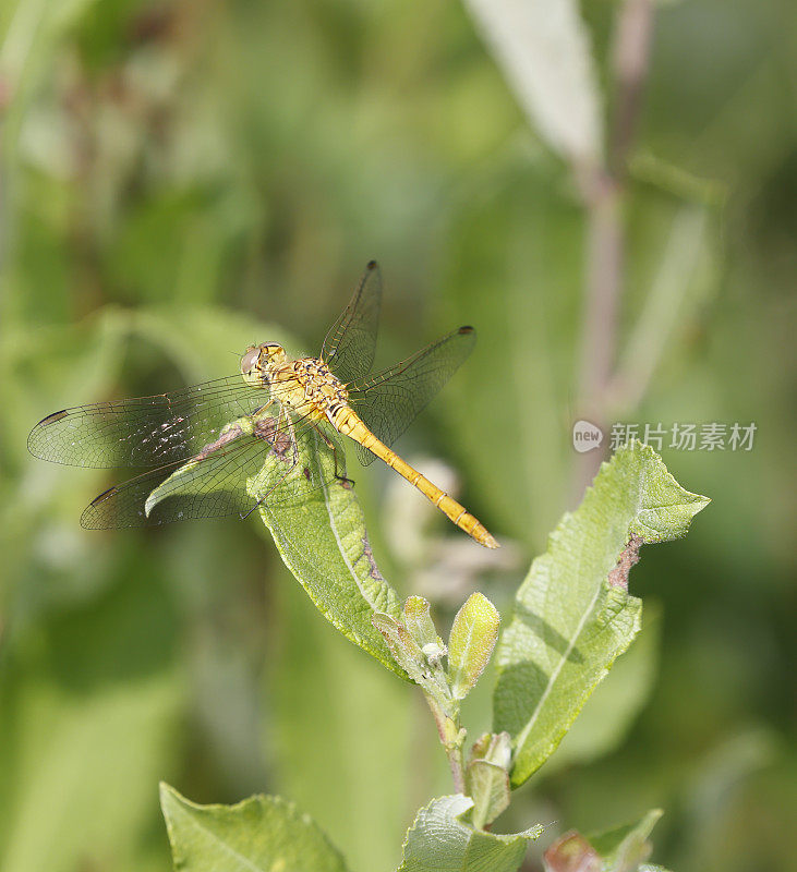 南方蜻蜓(学名:Sympetrum meridionale)雌性